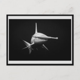 Hammer head shark BW 002 Carte postale ハンマーヘッド Briefkaart