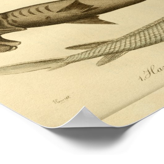  Hammer Head Shark Natural History Afdrukken Poster (Hoek)