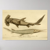  Hammer Head Shark Natural History Afdrukken Poster (Voorkant)