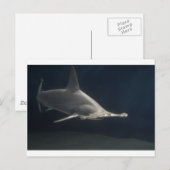 Hammerhead Shark Briefkaart (Voorkant / Achterkant)
