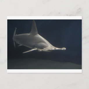 Hammerhead Shark Briefkaart
