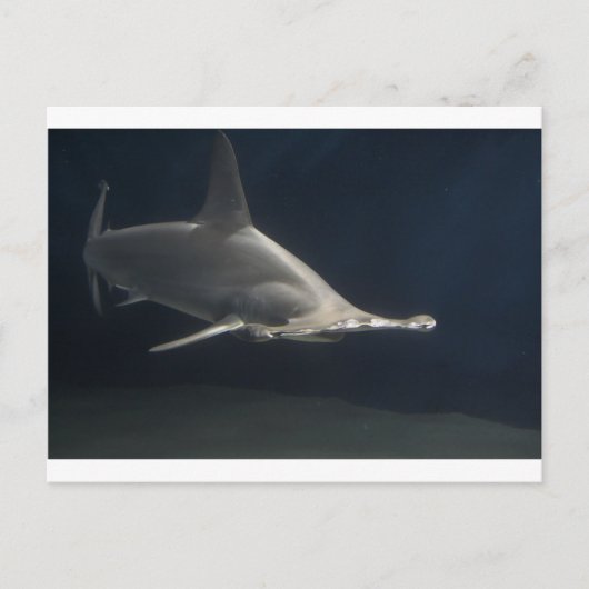 Hammerhead Shark Briefkaart (Voorkant)
