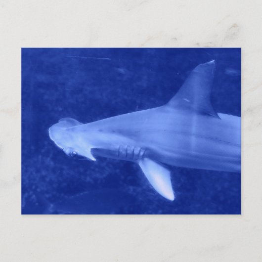 Hammerhead Shark Briefkaart (Voorkant)