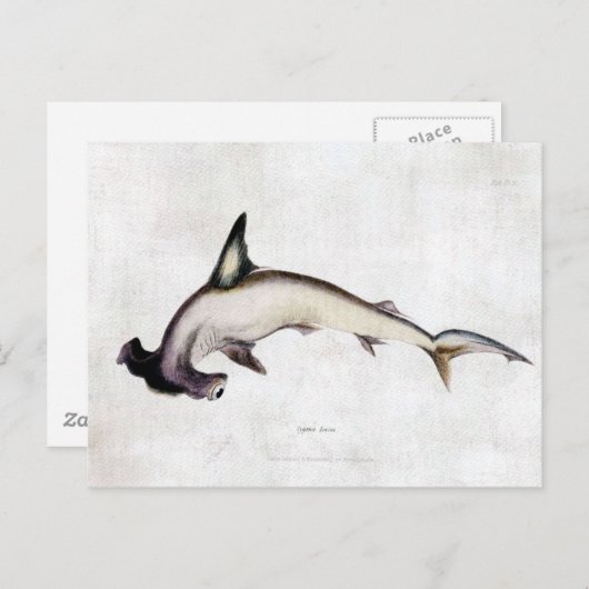 Hammerhead Shark Briefkaart (Voorkant / Achterkant)