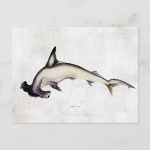Hammerhead Shark Briefkaart