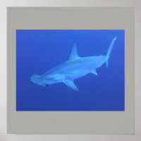 Hammerhead Shark Fish Swim Grey Guy Gal
