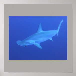 Hammerhead Shark Fish Swim Grey Guy Gal Poster