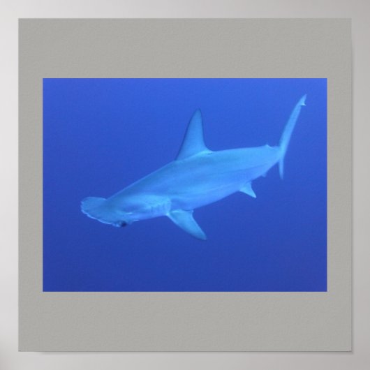 Hammerhead Shark Fish Swim Grey Guy Gal Poster (Voorkant)