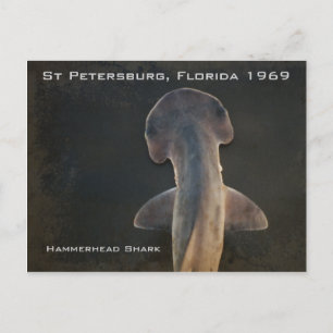 Hammerhead Shark Florida Briefkaart