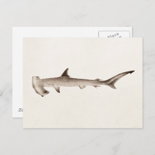  Hammerhead Shark Illustration Retro Sharks Briefkaart (Voorkant / Achterkant)