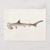  Hammerhead Shark Illustration Retro Sharks Briefkaart (Voorkant)