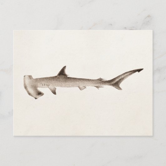  Hammerhead Shark Illustration Retro Sharks Briefkaart (Voorkant)