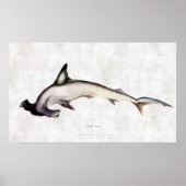 Hammerhead Shark Poster (Voorkant)