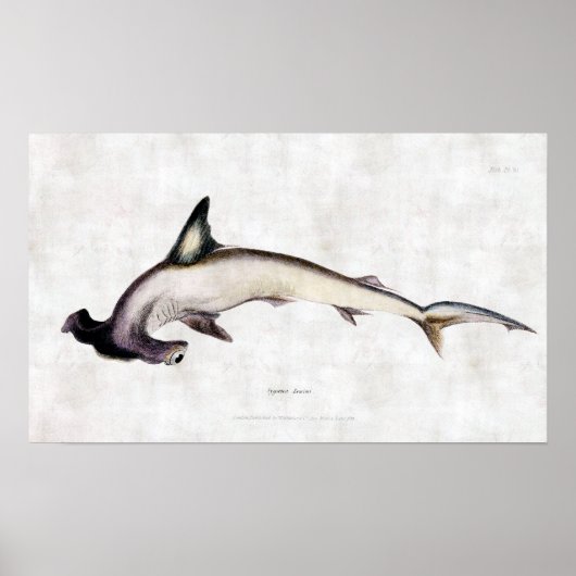 Hammerhead Shark Poster (Voorkant)