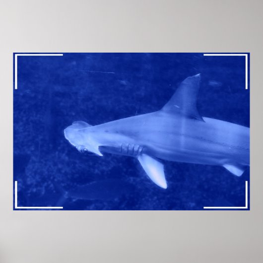Hammerhead Shark Poster (Voorkant)