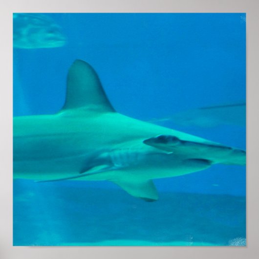 Hammerhead Shark Underwater Poster (Voorkant)