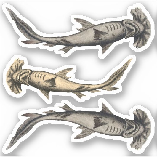 Hammerhead Sharks Sticker (Voorkant)