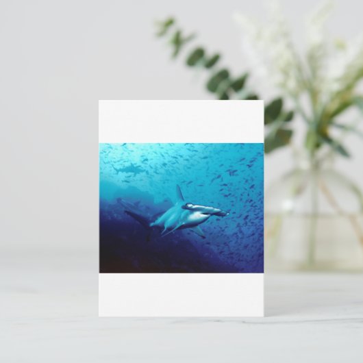 Hammerkophaai Briefkaart (Staand voorkant)