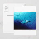 Hammerkophaai Briefkaart (Voorkant / Achterkant)