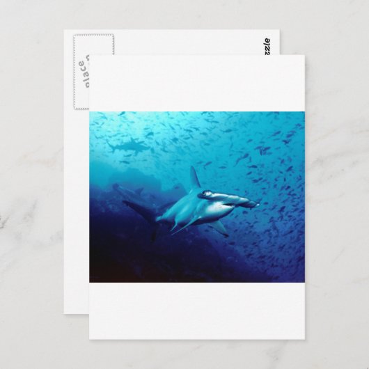 Hammerkophaai Briefkaart (Voorkant / Achterkant)