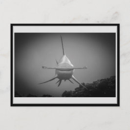 Hammerkophaai BW 001 Carte postale ハ マ ヘ ド ン Briefkaart