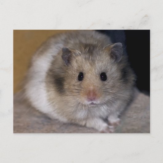 Hammie Briefkaart (Voorkant)