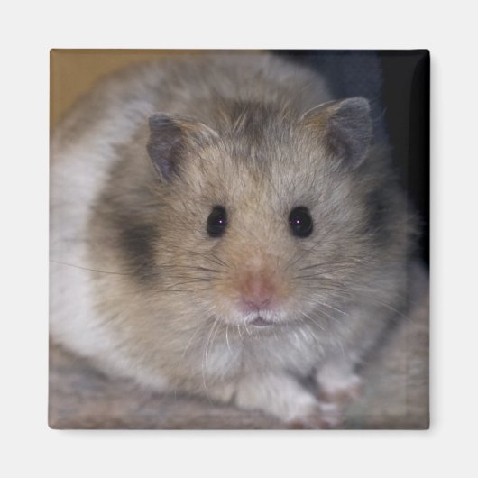 Hammie Magnet (Voorkant)