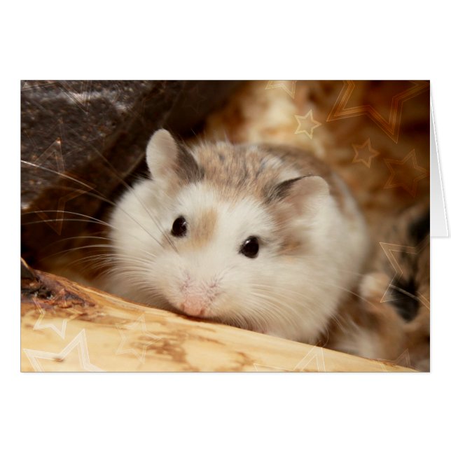 Hammyville - Cute Hamster (Voorkant Horizontaal)