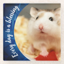 Hammyville - Cute Robo Hamster