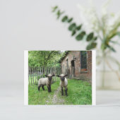 Hampshire Down lambs briefkaart (Staand voorkant)
