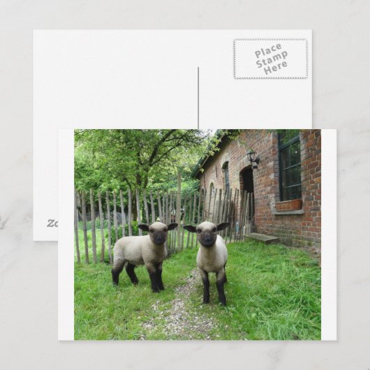 Hampshire Down lambs briefkaart (Voorkant / Achterkant)