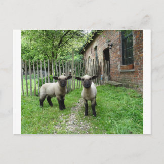 Hampshire Down lambs briefkaart