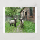 Hampshire Down lambs briefkaart (Voorkant)
