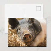 Hampshire Pig Briefkaart (Voorkant / Achterkant)