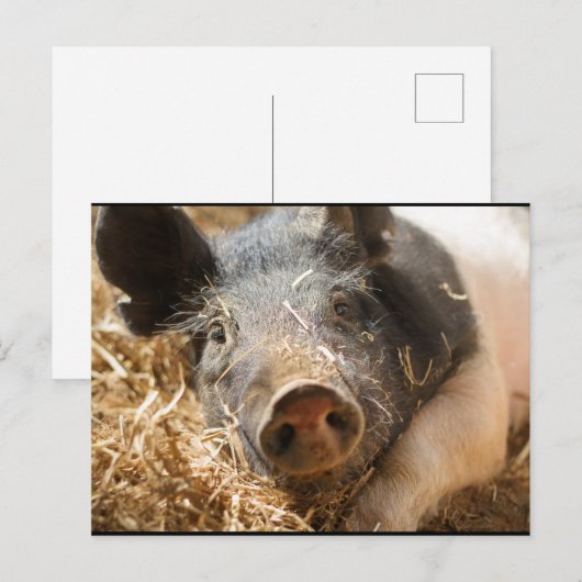 Hampshire Pig Briefkaart (Voorkant / Achterkant)