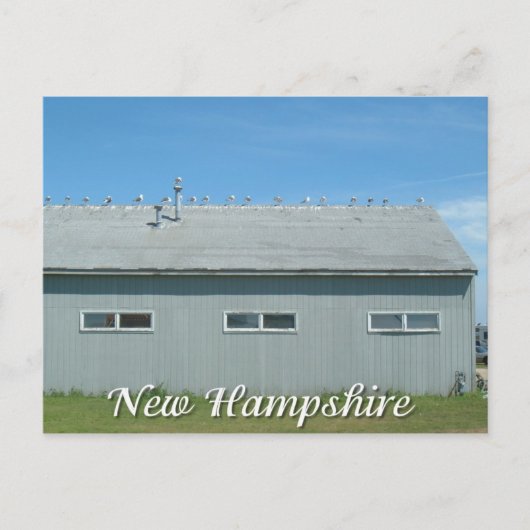 Hampton Beach, New Hampshire seagulls Briefkaart (Voorkant)