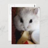 Hamsteer Briefkaart (Voorkant / Achterkant)