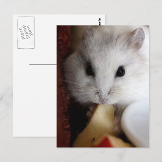 Hamsteer Briefkaart (Voorkant / Achterkant)