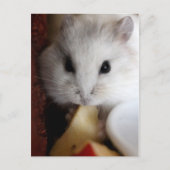 Hamsteer Briefkaart (Voorkant)