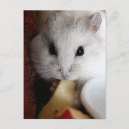 Hamsteer Briefkaart (Voorkant)