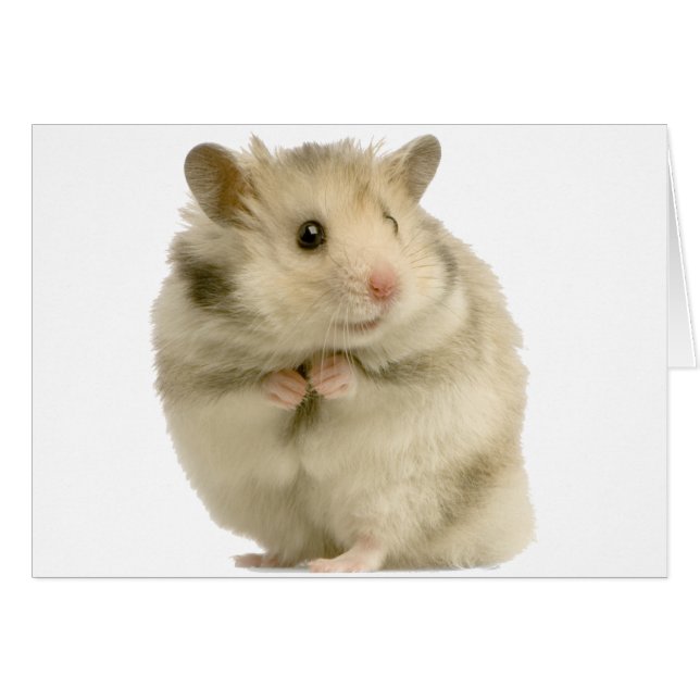 Hamster (Voorkant Horizontaal)