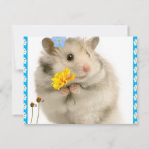 hamster