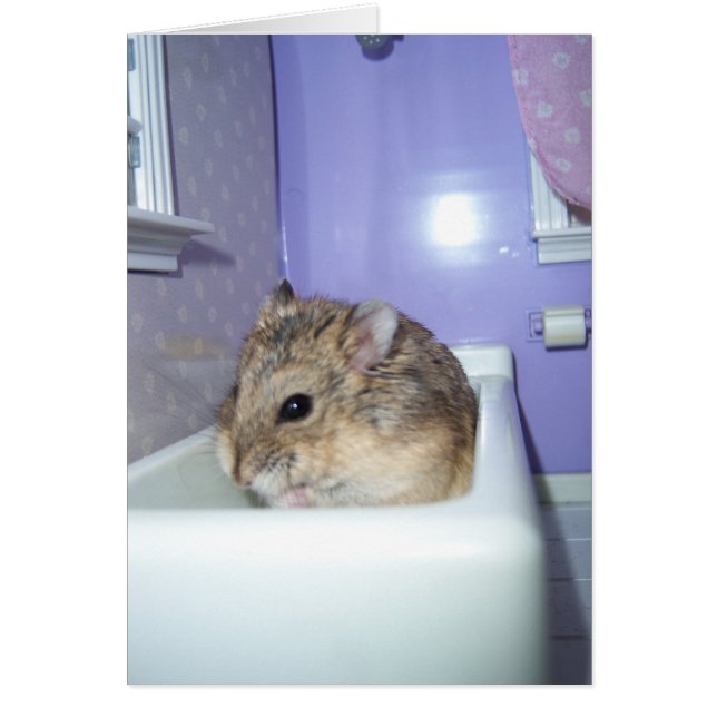 Hamster Bath (Voorkant)