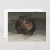 Hamster Briefkaart (Voorkant / Achterkant)
