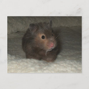 Hamster Briefkaart