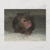 Hamster Briefkaart (Voorkant)