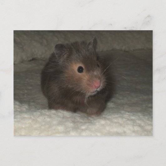 Hamster Briefkaart (Voorkant)