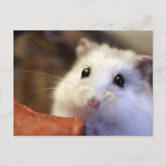 Hamster Briefkaart