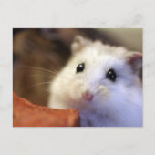 Hamster Briefkaart (Voorkant)
