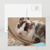 Hamster Briefkaart (Voorkant / Achterkant)